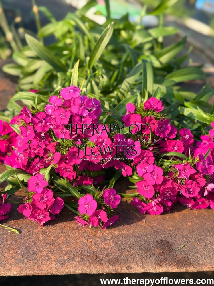 Dianthus barbatus Sweet™ Neon Purple F1 | Sweet William | Pelleted therapyofflowers.com