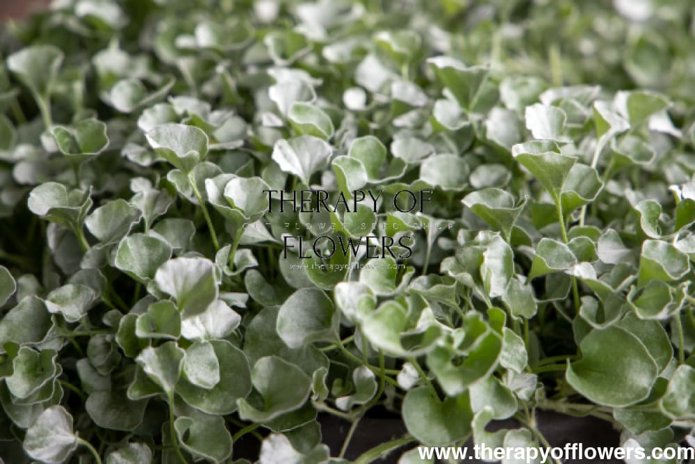 Dichondra argentea Silver Surfer™ | Silver ponysfoot therapyofflowers.com