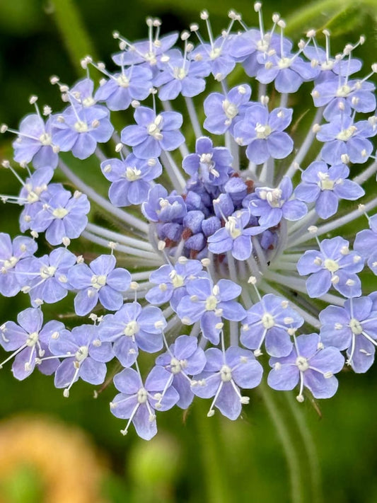 Didiscus caeruleus Lace Blue | Lace Flower therapyofflowers.com