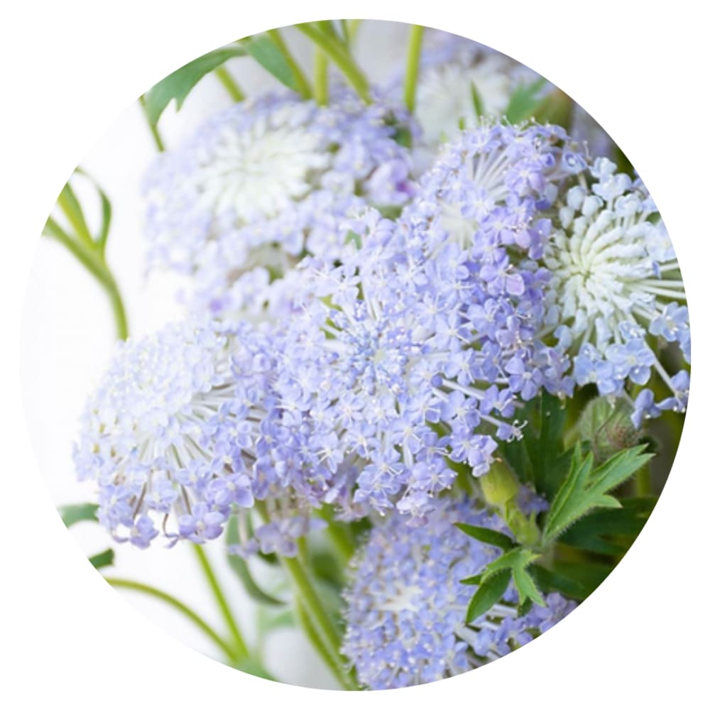 Didiscus caeruleus Lace Blue | Lace Flower - 50 seeds / 50 cm - seeds