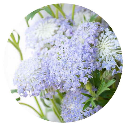 Didiscus caeruleus Lace Blue | Lace Flower - 50 seeds / 50 cm - seeds