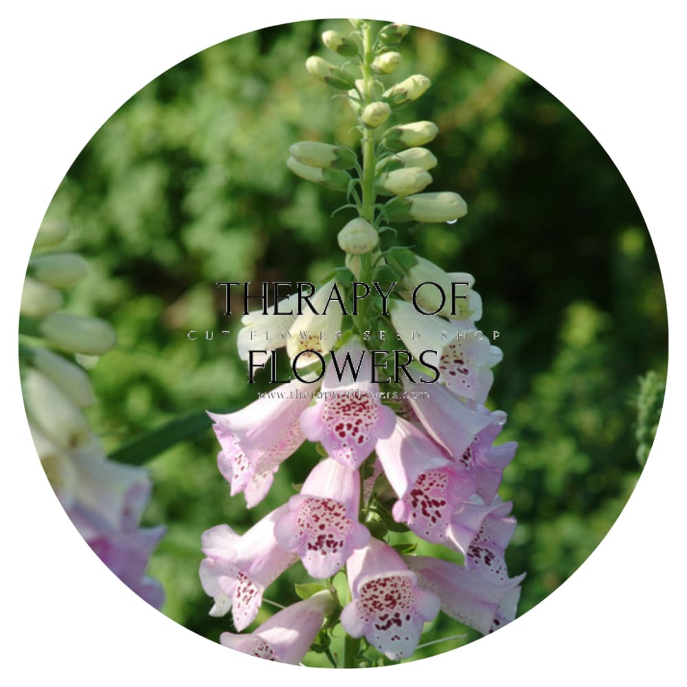 Digitalis Purpurea Camelot Lavender F1