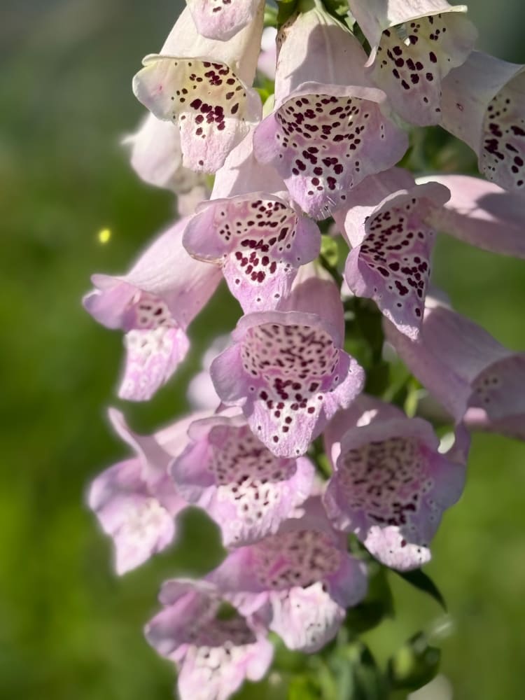 Digitalis Purpurea Camelot Lavender F1 therapyofflowers.com