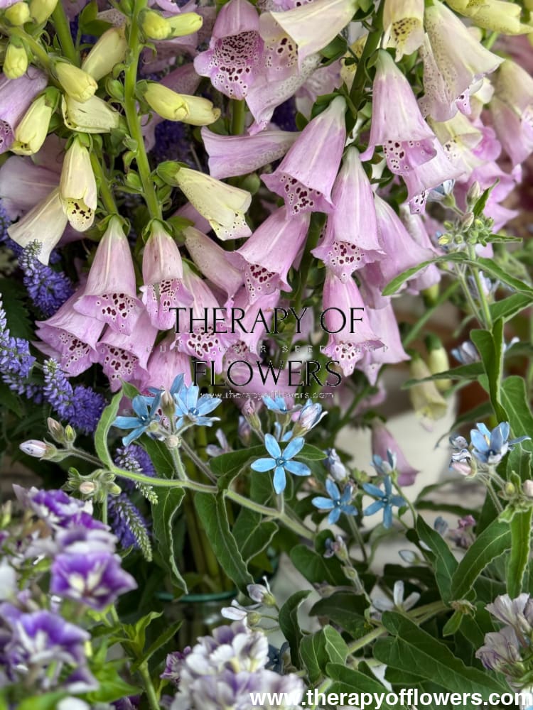 Digitalis Purpurea Camelot Lavender F1 | Foxglove therapyofflowers.com