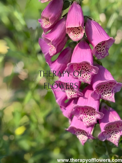Digitalis Purpurea Camelot Rose F1 | Foxglove | Pelleted therapyofflowers.com