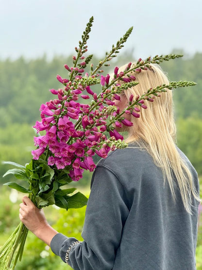 Digitalis Purpurea Camelot Rose F1 | Foxglove | Pelleted therapyofflowers.com