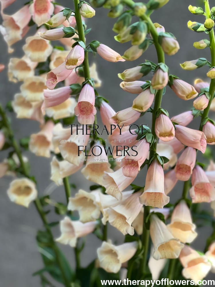 Digitalis purpurea Dalmatian Peach F1