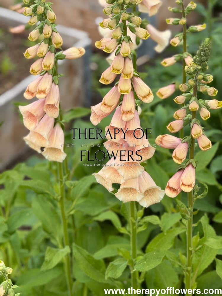 Digitalis purpurea Dottie Peach F1 | Foxglove - 20 pelleted seeds / 50-120cm / Peach - seeds