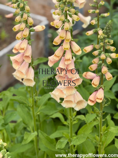 Digitalis purpurea Dottie Peach F1 | Foxglove - 20 pelleted seeds / 50-120cm / Peach - seeds