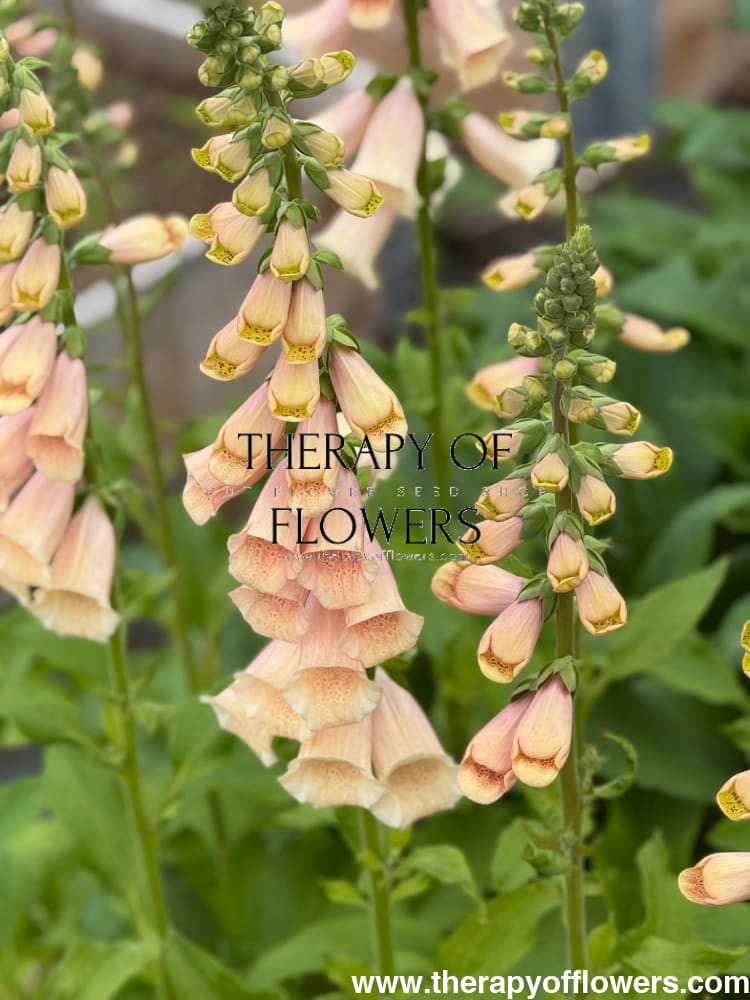 Digitalis purpurea Dottie Peach F1 | Foxglove - 20 pelleted seeds / 50-120cm / Peach - seeds