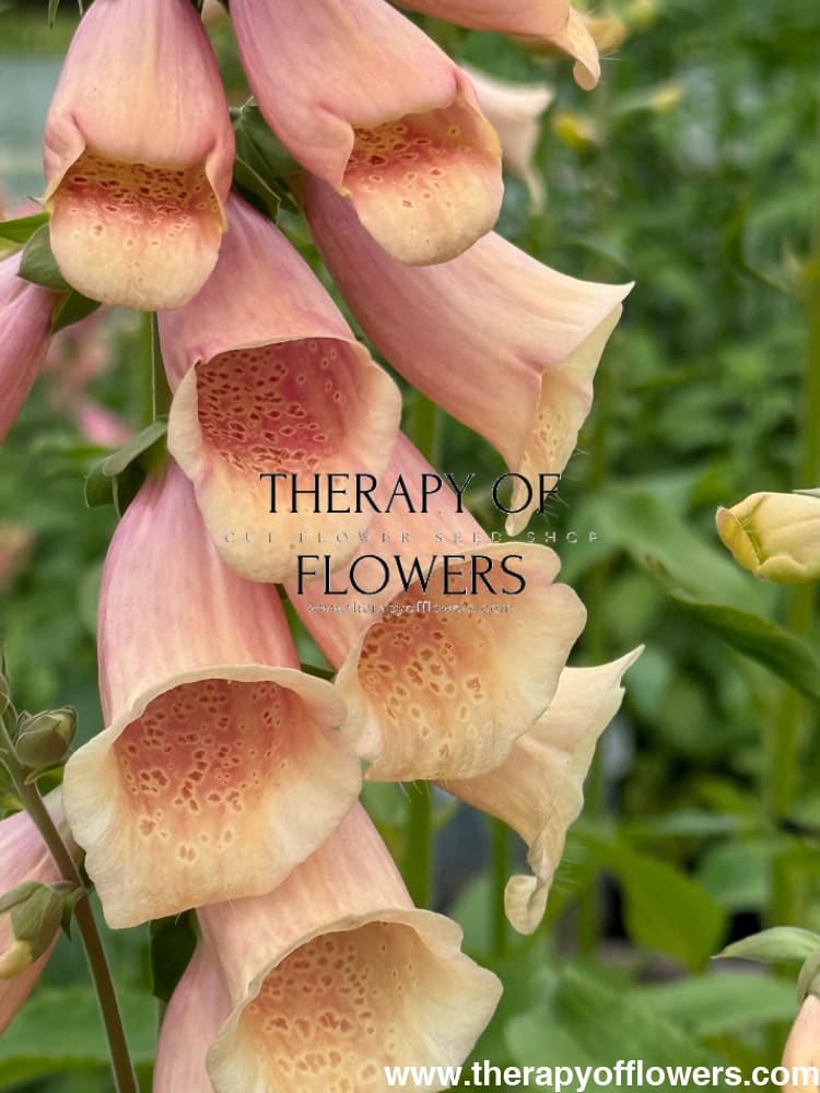 Digitalis purpurea Dottie Peach F1 therapyofflowers.com