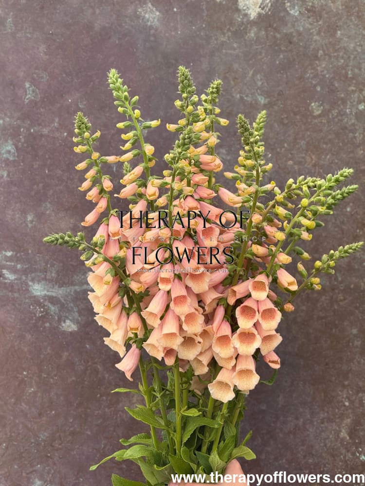 Digitalis purpurea Dottie Peach F1 | Foxglove therapyofflowers.com