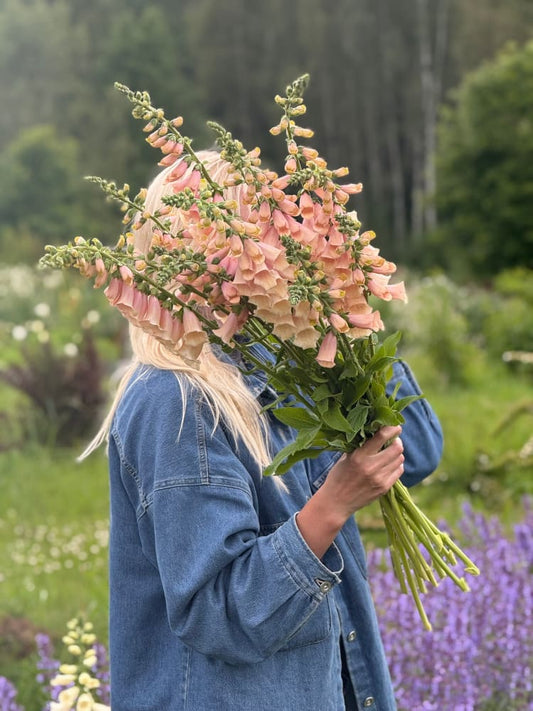 Digitalis purpurea Dottie Peach F1 therapyofflowers.com