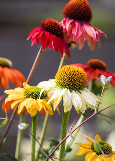 Echinacea purpurea PollyNation™ Golden Summer Mix | Coneflower therapyofflowers.com