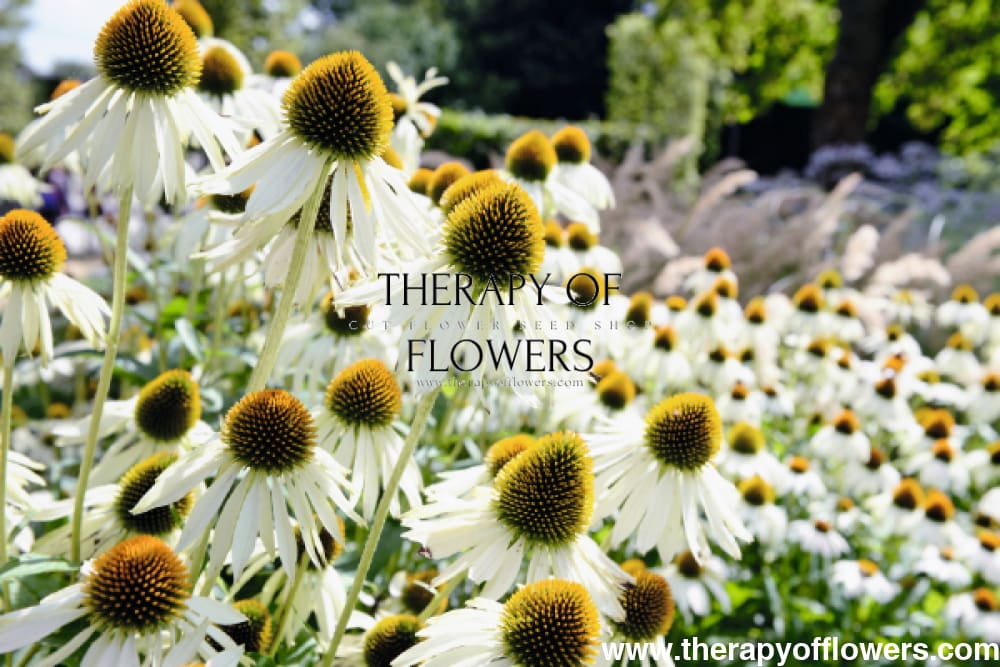 Echinacea purpurea Primadonna® White therapyofflowers.com