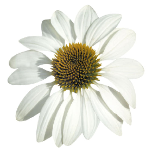 Echinacea purpurea Primadonna® White therapyofflowers.com