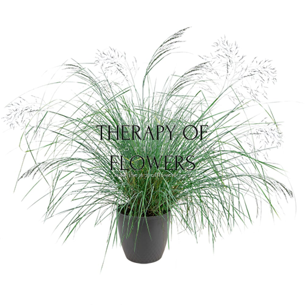 Eragrostis elliotii Lovey | Blue Love Grass therapyofflowers.com