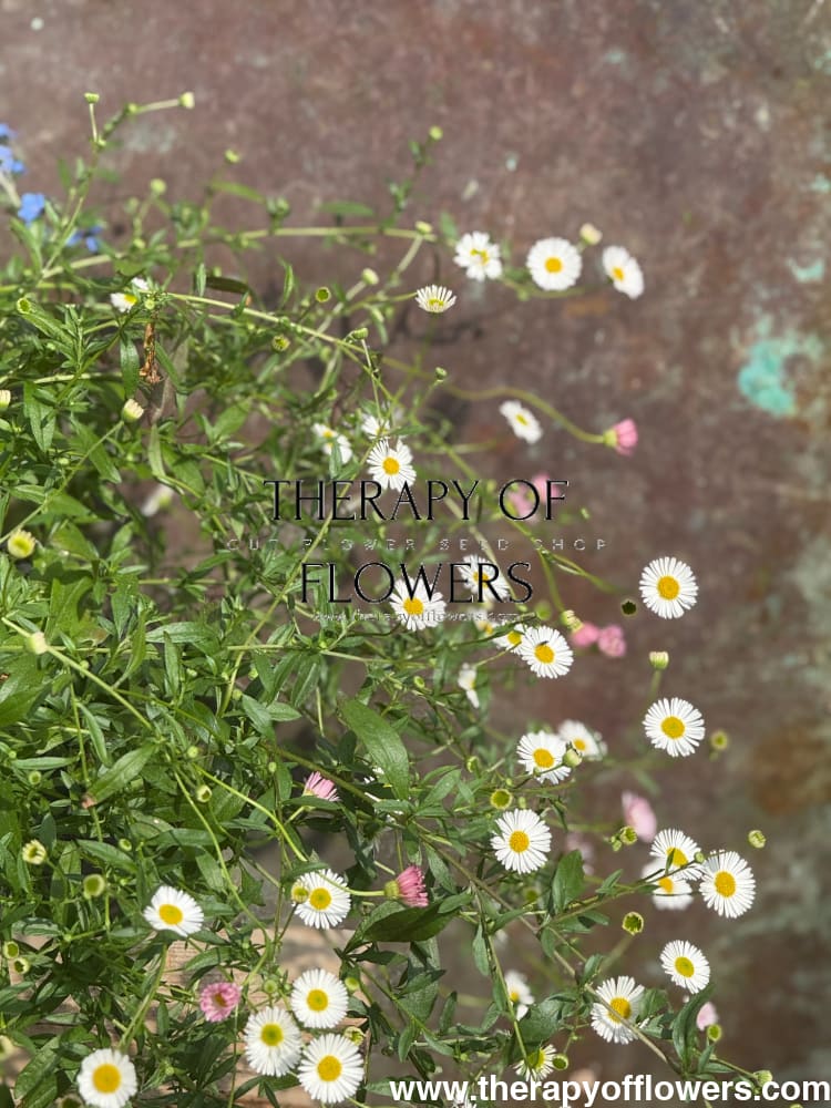 Erigeron karvinskianus Profusion | Mexican Daisy | Pelleted therapyofflowers.com