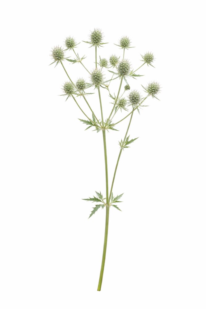 Eryngium planum White Glitter | Flat Sea Holly - 20 Raw seed / 3-9 / White - Seeds