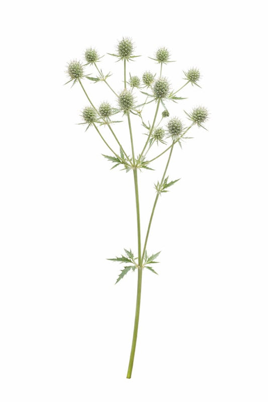 Eryngium planum White Glitter | Flat Sea Holly - 20 Raw seed / 3-9 / White - Seeds