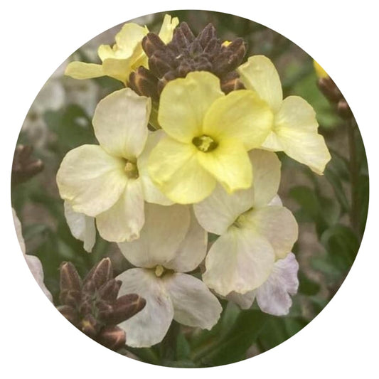 Erysimum cheiri Ivory White | Cheiranthus cheiri | English Wallflower therapyofflowers.com