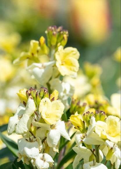 Cheiranthus cheiri TALL Ivory White | Erysimum cheiri | Wallflower therapyofflowers.com