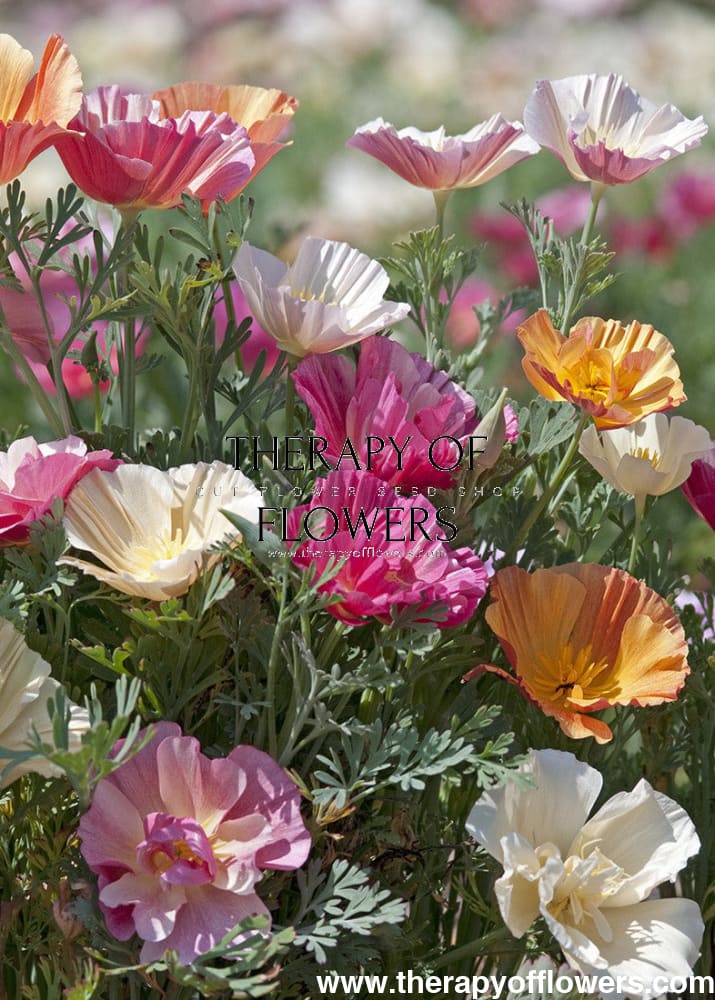 Eschscholzia californica Thai Silk Mixture | California Poppy - 0.5 gram / 70 cm - seeds
