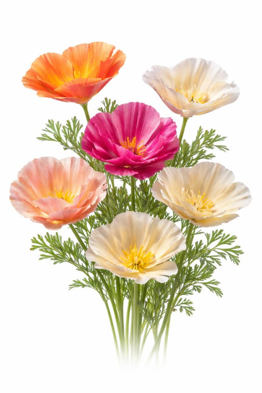 Eschscholzia californica Thai Silk Mixture | California Poppy - 0.5 gram / 70 cm - seeds