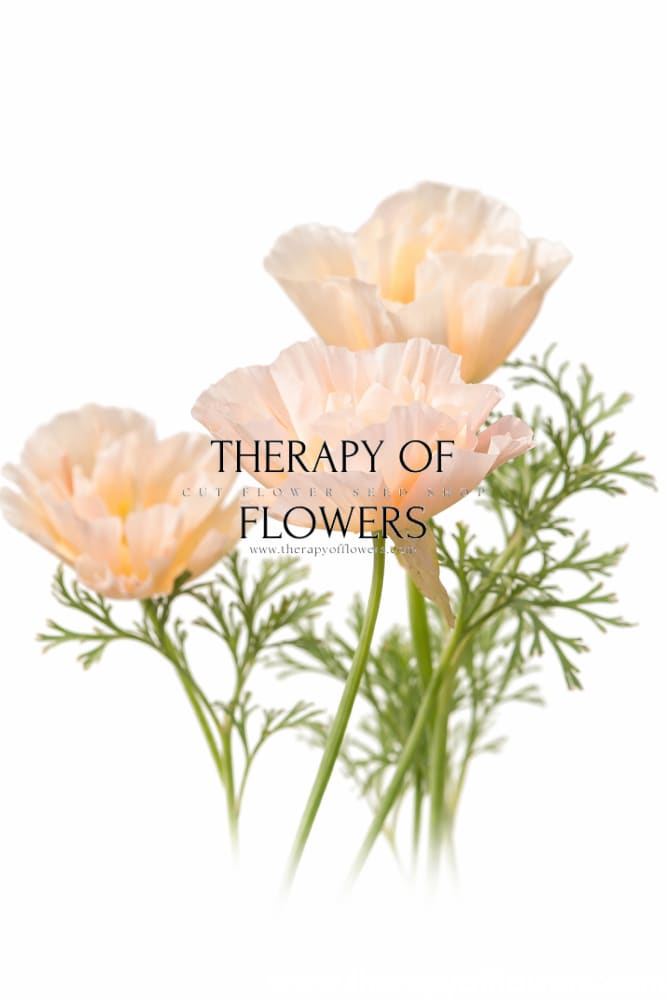 Eschscholzia californica Thai Silk Pink Champagne | California Poppy therapyofflowers.com