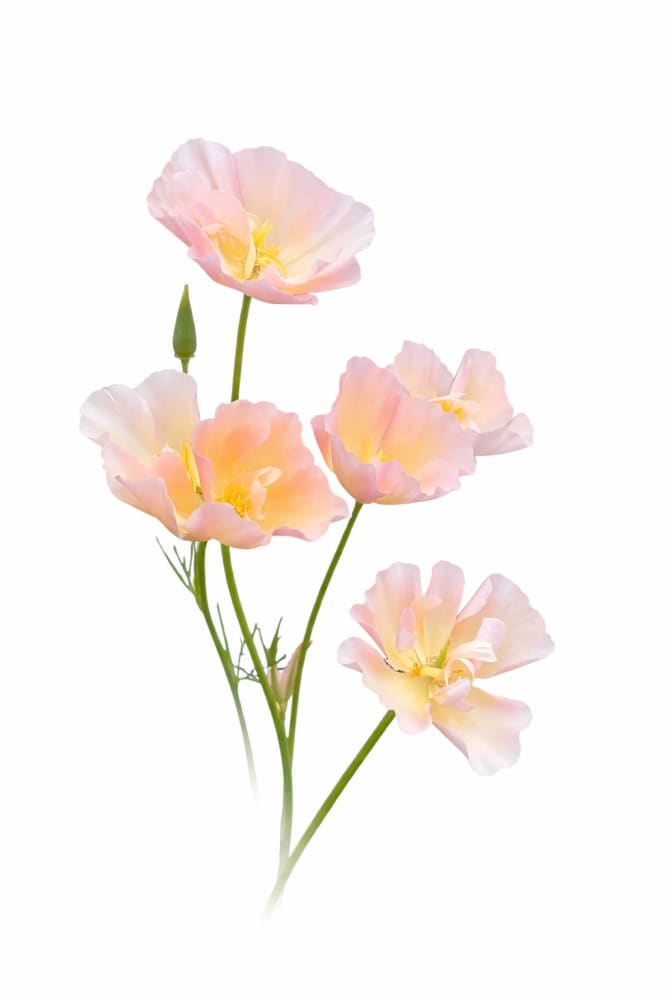 Eschscholzia californica Thai Silk Pink Champagne | California Poppy therapyofflowers.com