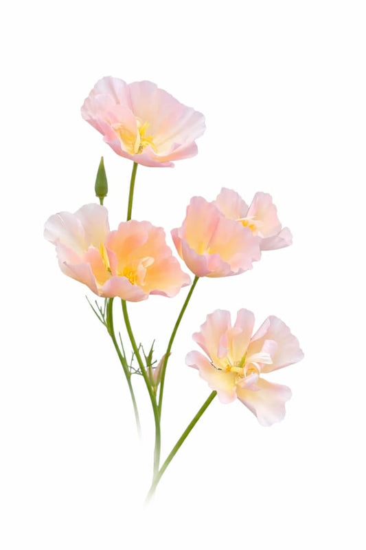 Eschscholzia californica Thai Silk Pink Champagne | California Poppy therapyofflowers.com