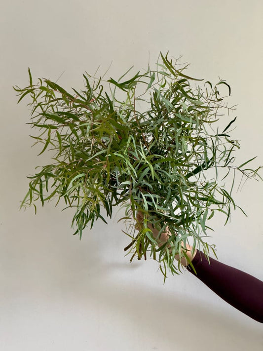 Eucalyptus nicholii | Nichol’s Willow | Willow Peppermint therapyofflowers.com