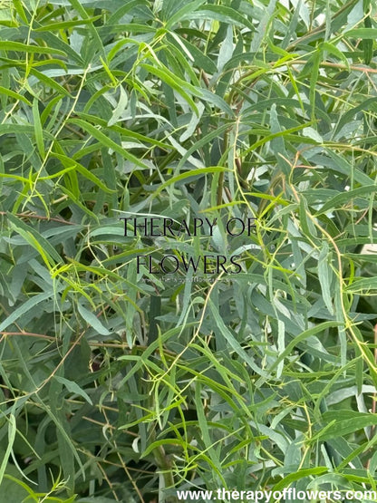 Eucalyptus nicholii | Nichol’s Willow | Willow Peppermint therapyofflowers.com