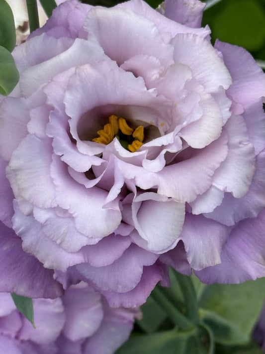Eustoma grandiflorum Corelli™ II Lavender F1 | Lisianthus | Pelleted therapyofflowers.com