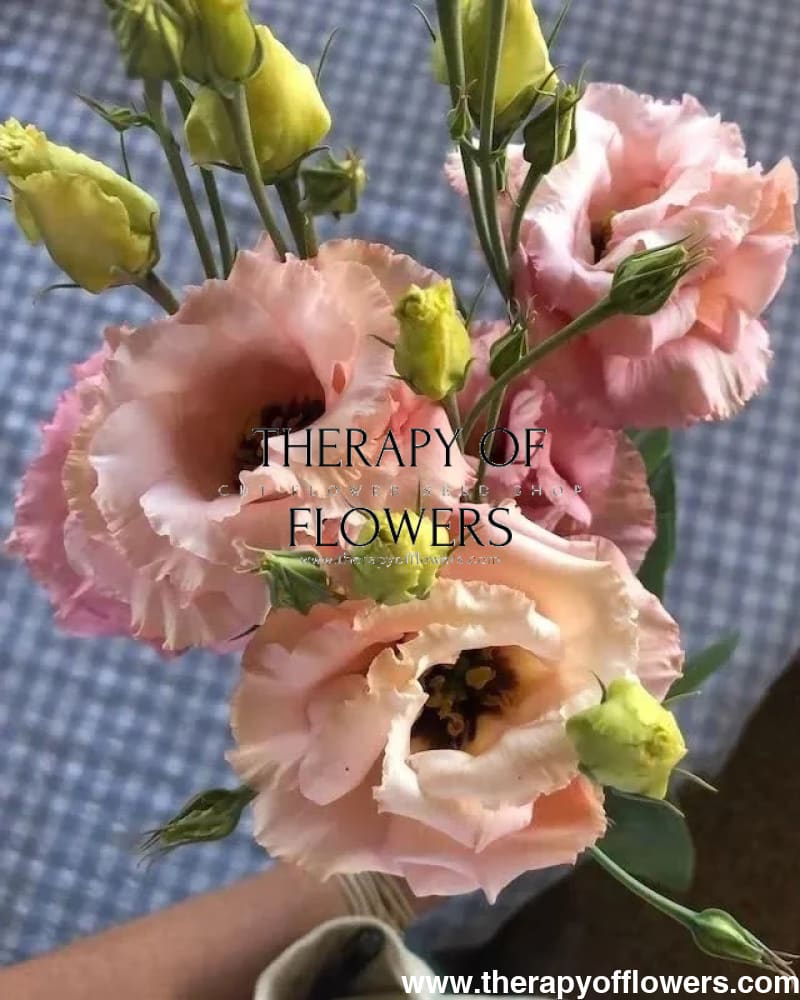 Eustoma grandiflorum Corelli™ III Apricot F1 | Lisianthus | Pelleted therapyofflowers.com