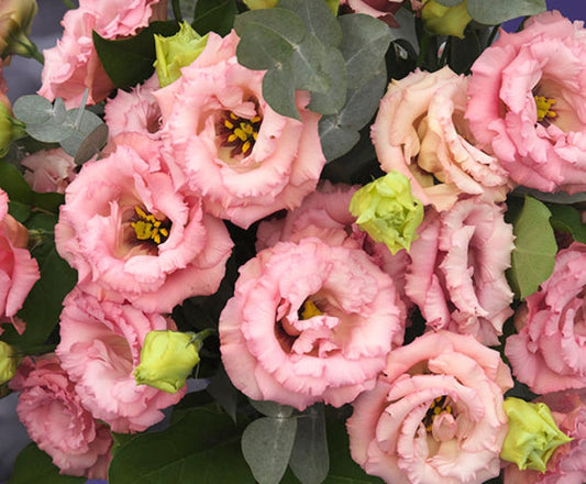 Eustoma grandiflorum Corelli™ III Apricot F1 | Lisianthus | Pelleted therapyofflowers.com