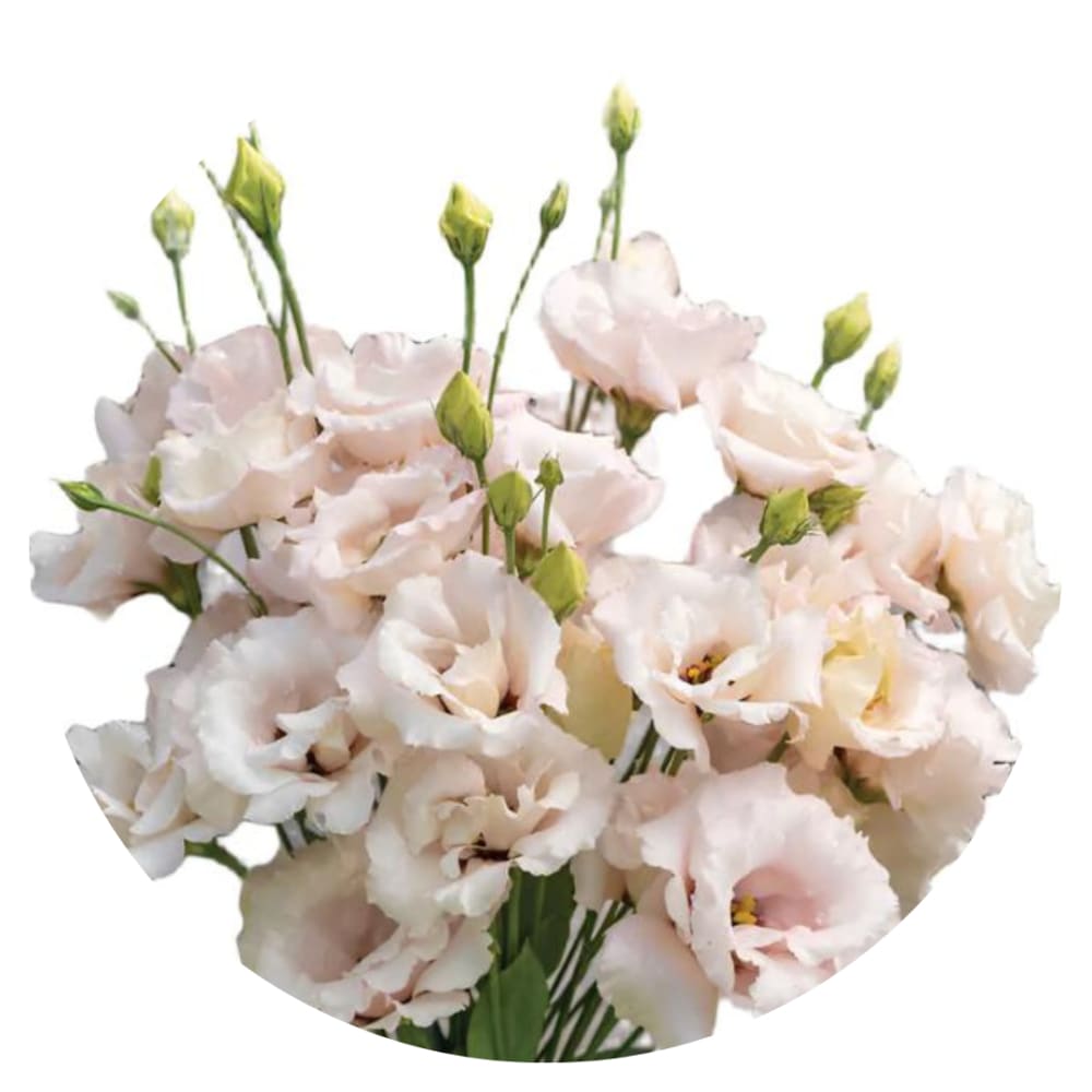 Lisianthus Corelli™ III Light Pink therapyofflowers.com