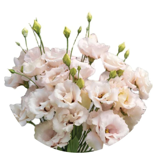 Lisianthus Corelli™ III Light Pink therapyofflowers.com