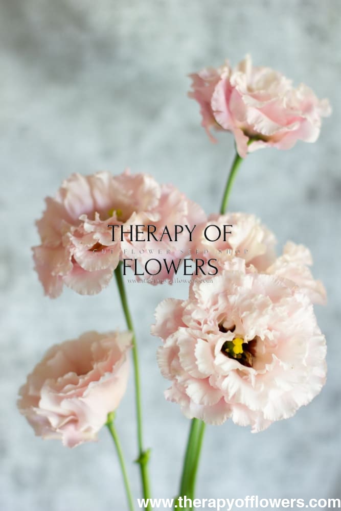Eustoma grandiflorum Corelli™ III Light Pink F1 | Lisianthus | Pelleted - 20 seeds / Pelleted / Light Pink - seeds