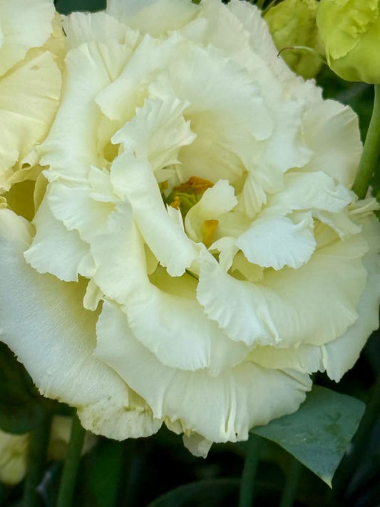 Eustoma grandiflorum Corelli™ SU III Yellow F1 | Lisianthus therapyofflowers.com