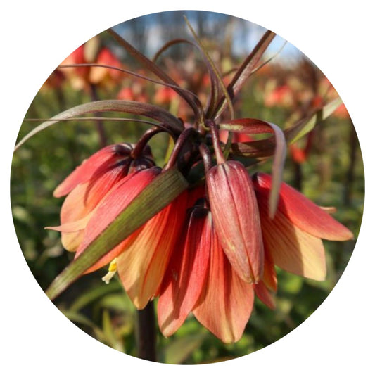 Fritillaria imperialis Early Fantasy therapyofflowers.com