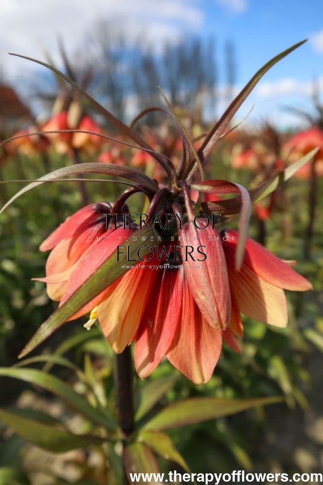 Fritillaria imperialis Early Fantasy therapyofflowers.com