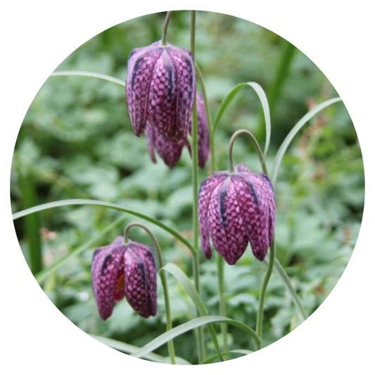 Fritillaria meleagris MIX therapyofflowers.com