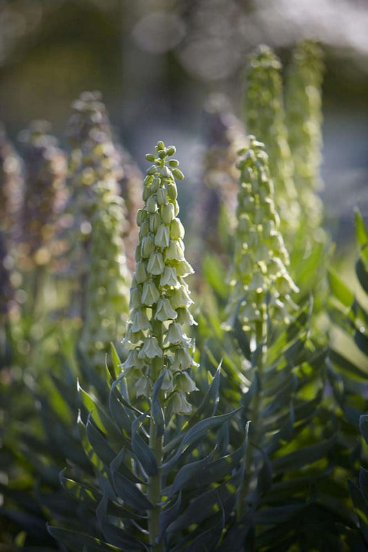 Fritillaria persica Ivory Bells therapyofflowers.com