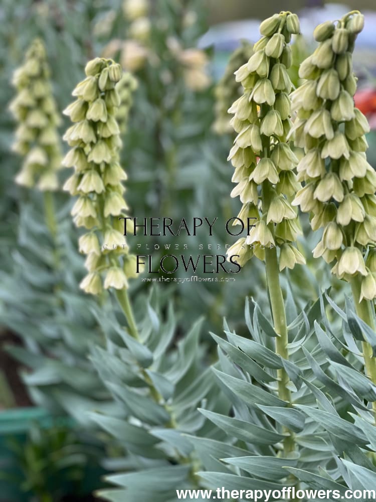 Fritillaria persica Ivory Bells therapyofflowers.com