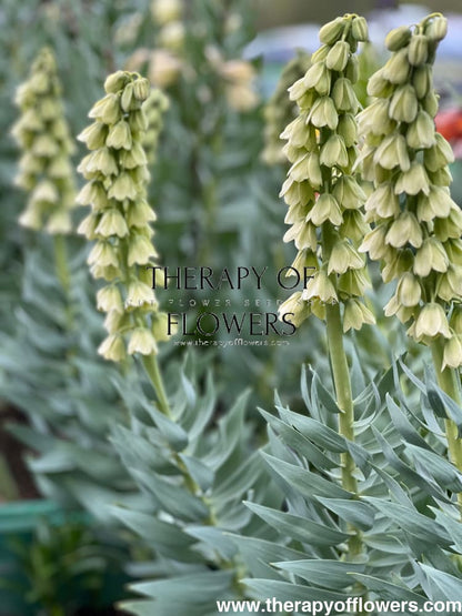 Fritillaria persica Ivory Bells therapyofflowers.com