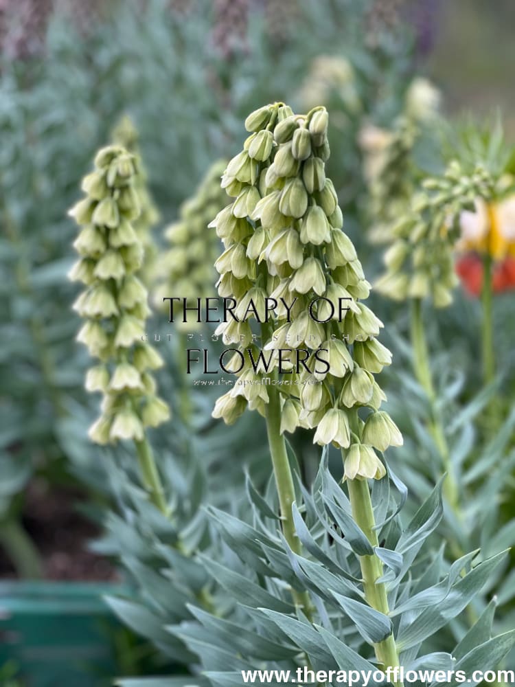 Fritillaria persica Ivory Bells therapyofflowers.com