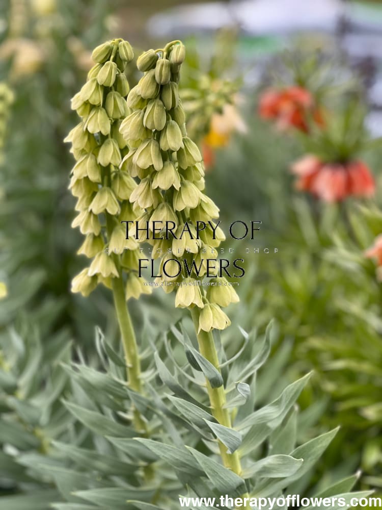Fritillaria persica Ivory Bells therapyofflowers.com