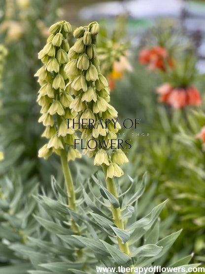 Fritillaria persica Ivory Bells therapyofflowers.com