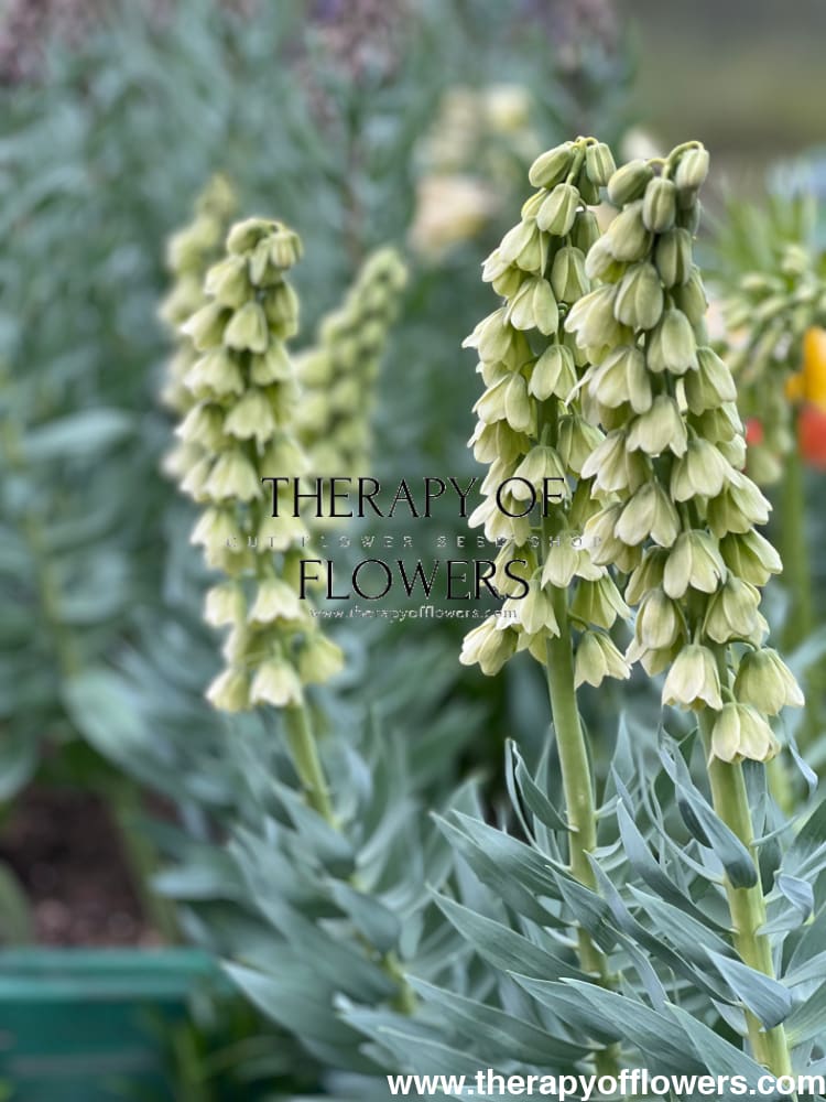 Fritillaria persica Ivory Bells therapyofflowers.com